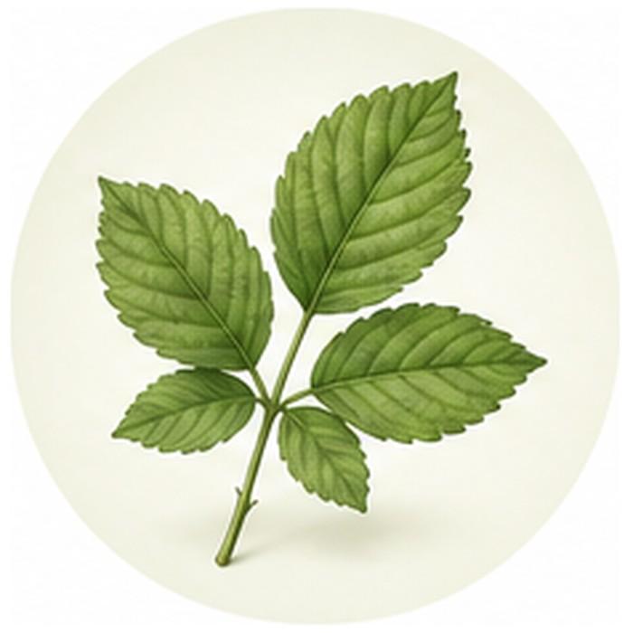 Brombeerblätter (100 g)