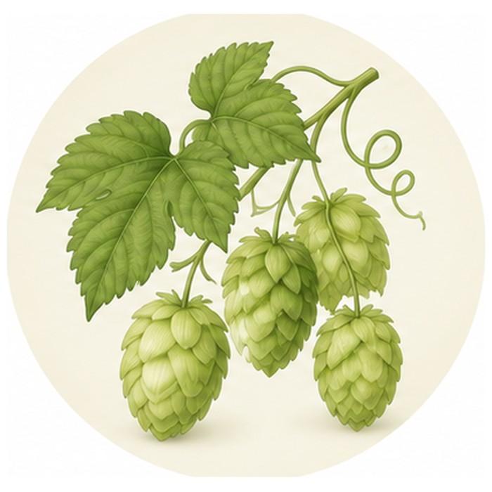 Hopfenzapfen (100 g)