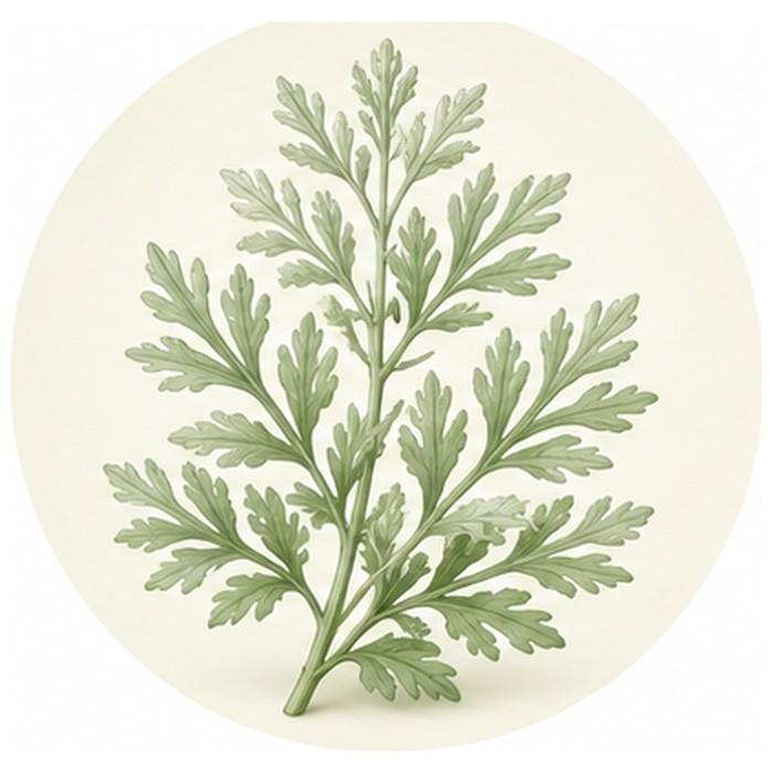 Wermutkraut (100 g)